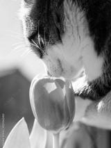 preview bw