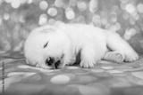 preview bw