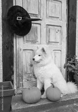 preview bw