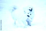 preview cold