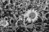 preview bw