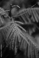 preview bw