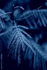 preview cold