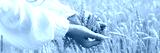 preview cold