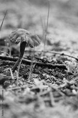preview bw
