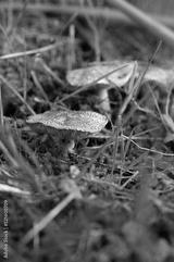 preview bw