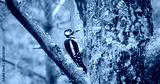 preview cold