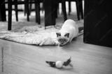 preview bw