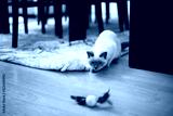 preview cold
