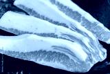 preview cold