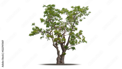 image to crop
