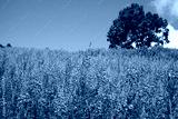 preview cold