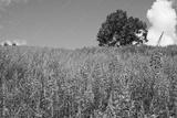 preview bw