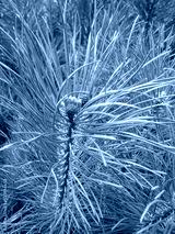 preview cold