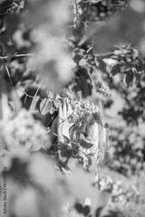 preview bw