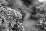 preview bw