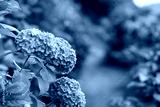 preview cold