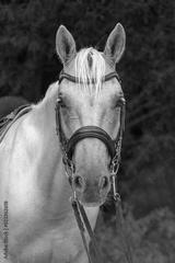 preview bw