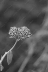 preview bw