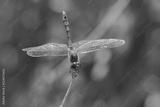 preview bw