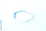 preview cold