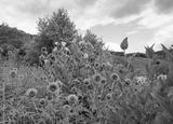 preview bw