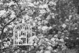 preview bw