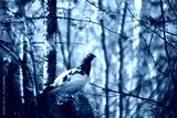 preview cold