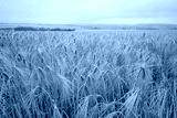 preview cold
