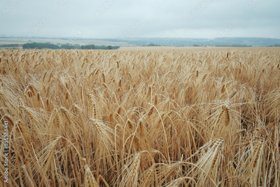 image to crop