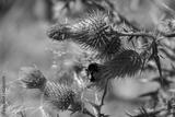 preview bw