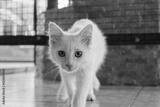preview bw