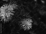 preview bw