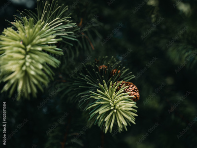image to crop