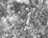 preview bw