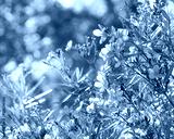 preview cold