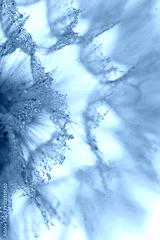preview cold