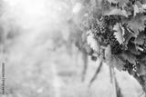 preview bw