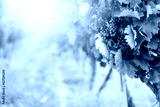 preview cold