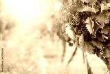 preview sephia