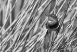 preview bw