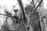 preview bw