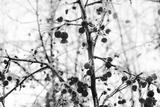 preview bw