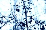 preview cold