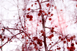 preview original