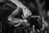 preview bw
