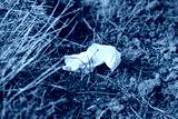 preview cold