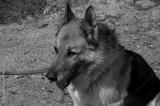 preview bw