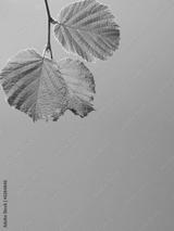 preview bw