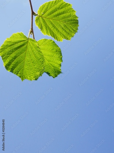 image to crop